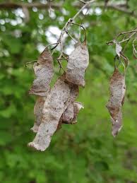 Image result for Dalbergia melanoxylon