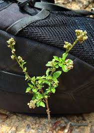 Image result for Celosia trigyna