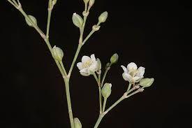 Image result for Polycarpaea eriantha