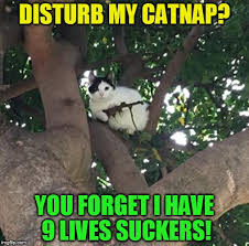My first 200$ drone got stuck in a tree and broke one of the motor becuase i lost control and couldn't stop the rotation while it hit the. Feline Fatale Police Alerted To Cat In Tree Armed With Gun I Read This Story And Had To Meme It Lo Imgflip