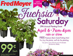 Check spelling or type a new query. Black Gold Fred Meyer S Fuchsia Saturday 2019