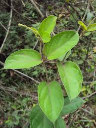 Image result for Marsdenia sylvestris