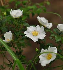 Image result for Rosa laevigata