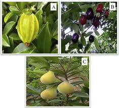 Image result for Eugenia