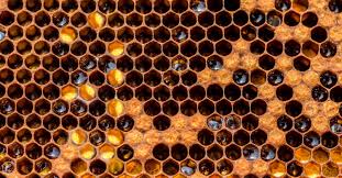 Any object can be can stored using typeadapters. Flow Hive Review 3 Reasons To Avoid It At All Costs Honeycolony