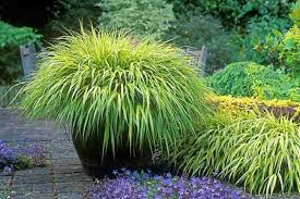 Image result for hakonechloa macra nicolas