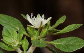 Image result for Glinus lotoides