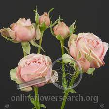 Rosa 'eden' (also known as 'pierre de ronsard', 'meiviolin', and 'eden rose 85') is a light pink and white climbing rose. Spray Rose Eden Romantica Online Flower Search