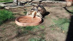 I would like to know what other people, that have large sulcatas, use for their water source. Any Suggestions For Water Dish For Large Sulcatas Tortoise Forum