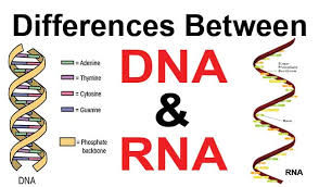 「DNA & RNA」的圖片搜尋結果