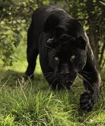 Wildlife Animals Nature Black Jaguar Series Photography By Colin Wildlife Animals Animals Black Jaguar