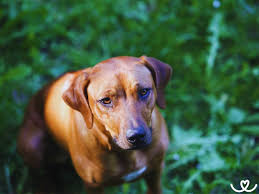 Image result for rhodéský ridgeback