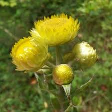 Image result for Kleinia garciana