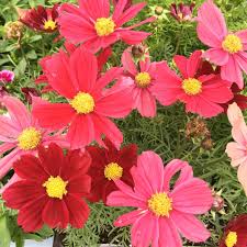 Parkview nursery is a locally owned full service retail garden center in the inland empire that has been in operation for over 50 years. Parkview Nursery Riverside Home Facebook