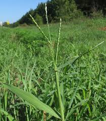 Image result for Urochloa platynota