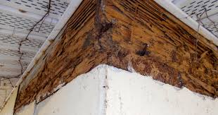 That's why it's always advisable to cement the cracks and fissures on the walls and the floor to make keep away termites from your home. Do Termites Eat Concrete