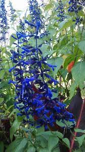 Salvia Guaranitica Black And Blue Towering Sub Shrub With Handsome Dark Green Toothed Leaves And 30cm Long Upward Pointi Blue Plants Plants Garden Shrubs