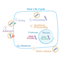 Pin By Draw It To Know It Medical On Https Drawittoknowit Com Immunology Microbiology Nursing Notes