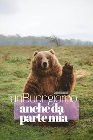 Buongiorno Divertente Animali Buongiorno Divertente Auguri Di Buona Notte Buongiorno