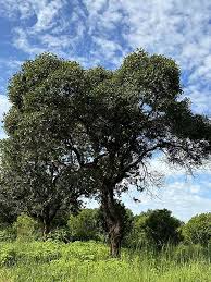 Image result for Ozoroa longipes