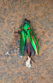 #pardyprompt #nemophilist #poem #poetry #shakespeare outtakes. George Koruth Di Twitter Sad A Beautiful Creature Smashed On The Road Wayanad Kerala Travel Entomology Insects Entomologist Insect
