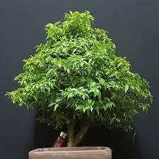 Pokok kasturi merupakan pokok yang malar hijau yang tumbuh di selatan asia. Pokok Jeliti Home Furniture Gardening On Carousell