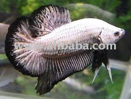 10 jenis halfmoon plakat betta mantap (hmpk) this video was made purely for fun : Male Betta Fish Images Photos Pictures On Alibaba