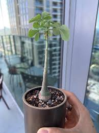 Image result for Adenia glauca