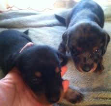 Dachshund puppies for sale breed info. Semi Long Haired Mini Dachshund Puppies For Sale In Tulsa Oklahoma Classified Americanlisted Com