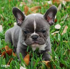 Check spelling or type a new query. Free Classifieds Hoobly Classifieds Bulldog Puppies Cute Dogs Cute French Bulldog