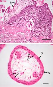 Jones, alexander romanovsky, elena troubitsyna. Growing Human Trophoblasts In Vitro A Review Of The Media Commonly Used In Trophoblast Cell Culture In Reproduction Volume 160 Issue 6 2020