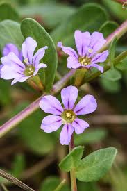 Image result for Orthochilus ruwenzoriensis