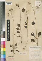 Image result for Senecio ruwenzoriensis