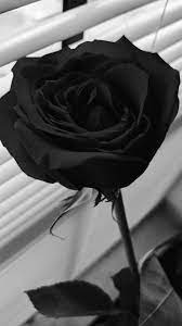 pin by معتزله on ᠻ ꪶ ꪮ ᭙ ꫀ in 2021 black roses wallpaper flower iphone wallpaper blue aesthetic dark