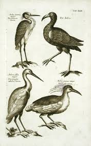 Willughby Bird Prints 1678 From The Ornithology Of Francis Willughby