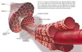 Muscles Human Anatomy And Physiology Muscle Anatomy Muscle