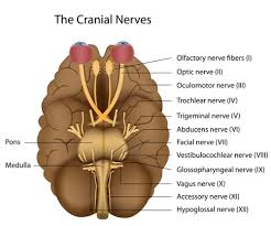 12 pairs of cranial nerves what are they and what are their