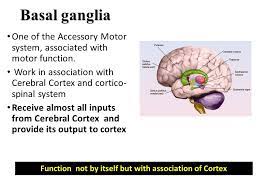 Motor function of the basal ganglia, to describe. Control Of Posture And Movement Part Iv Role Of Basal Ganglia Ppt Download