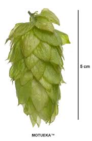 Hops New Zealand Motueka Bsg Craftbrewing Craft Brewing Supplies And Ingredients