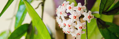 Image result for hoya plant flower