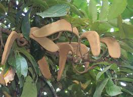 Image result for Xylia torreana