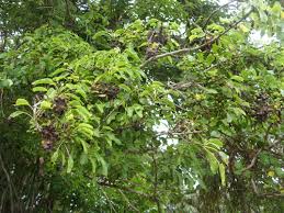 Image result for Cordia afra