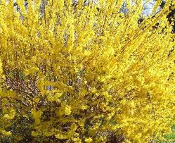 Photo by karen russ, ©2007 hgic, clemson extension. Forsythia Viridissima Kumson Hedging Hopes Grove Nurseries