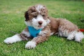 Aussiedoodle Breeders At Pecan Place Poodles Poos Cute Animals Cute Dogs Aussiedoodle