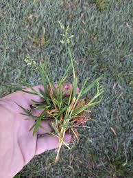 Image result for Poa