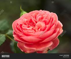 Abraham darby i was living at madeley court while the family home at dale house was being built but he never lived there. Blooming Abraham Darby Image Photo Free Trial Bigstock