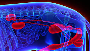 We did not find results for: Urinary Tract Infection In Dogs Science Based Prevention And Treatments