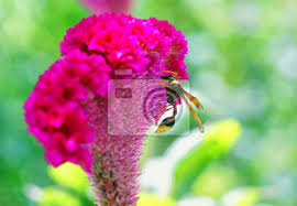 Das familienunternehmen wurde bereits im jahr 1901 gegründet und befindet sich bereits in. Blume Natur Biene Insekt Garten Pflanze Pink Blumen Grun Fototapete Fototapeten Myloview De