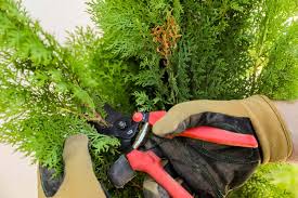 Image result for cuttings thujas