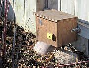 3 how to get rid of bumble bees around your house. 12 Best Bumble Bee Nest Ideas Bumble Bee Nest Bumble Bee Bee